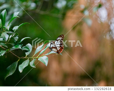 A traveling butterfly, the Chestnut Tiger, perched on a leaf 132282618