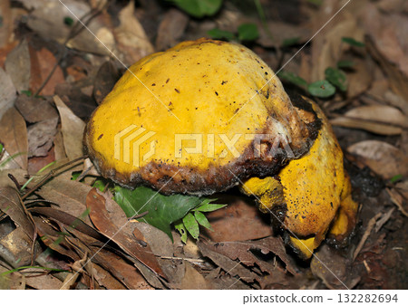 A large specimen of boletaceae mushroom that turns yellow and eventually begins to rot and dissolve (macrophotography of natural fungal mushrooms) 132282694