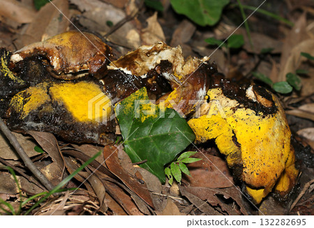 A large specimen of the Boletaceae mushroom, turning yellow and decaying (macrophotography of a natural fungal mushroom) 132282695