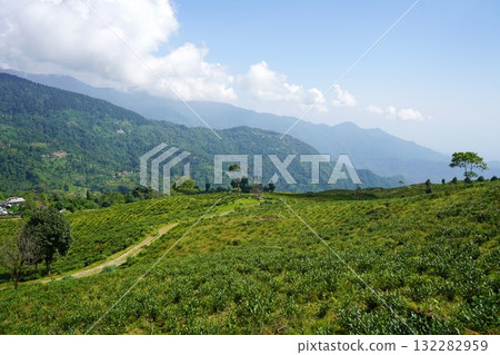 Panoramic View of Tea Estate with Himalayan Mountains at Sherpagaon Kalimpong Panoramic View of Tea Estate with Himalayan Mountains at Sherpagaon Kalimpong 132282959