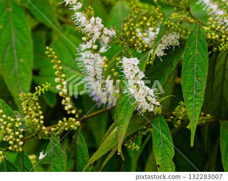 Lamiaceae (Lamiaceae) 132283007