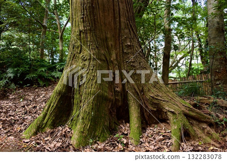 In the forest near Kagami-no-ike Pond at Yaegaki Shrine 132283078