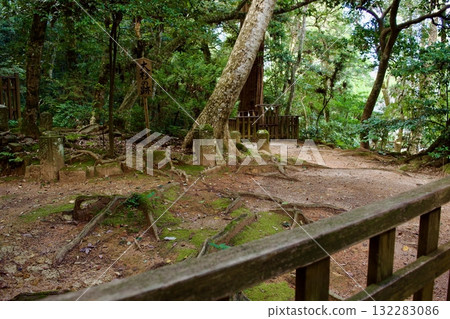 In the forest near Kagami-no-ike Pond at Yaegaki Shrine 132283086