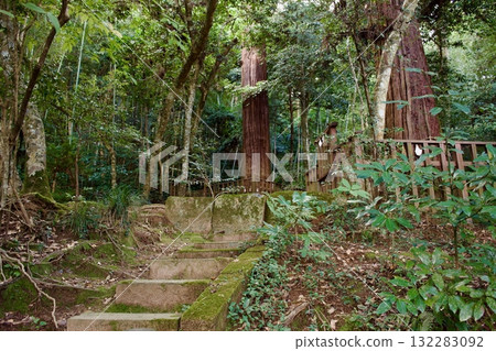 In the forest near Kagami-no-ike Pond at Yaegaki Shrine 132283092