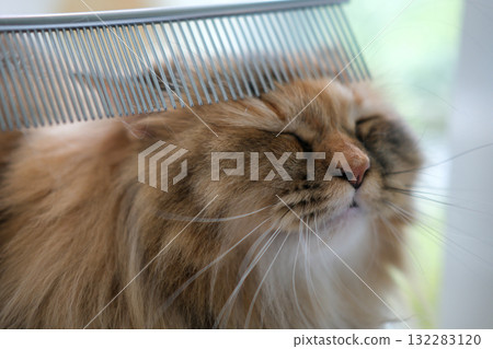 Human petting the cute fluffy brown cat with cat hair comb. 132283120