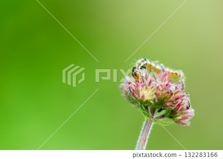 Pink flowers and field moth larvae Pink flowers and field moth larvae 132283166
