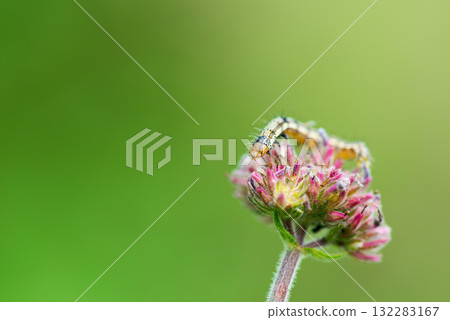 Pink flower and moth caterpillar Pink flower and moth caterpillar 132283167