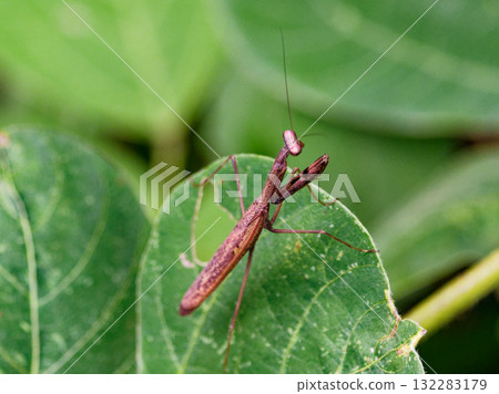 地遊螳螂，棕色型♀ 132283179