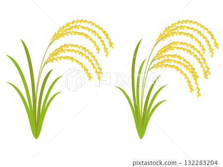 A set of various drooping rice illustrations 132283204