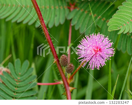 Flowering of mimosa 132283247