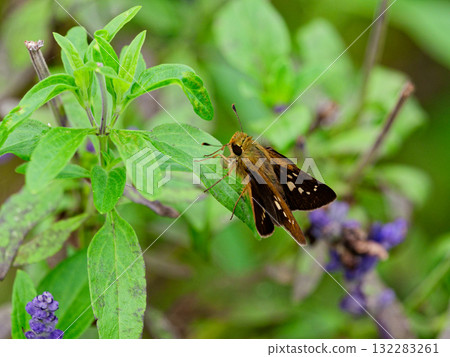 A skipper butterfly resting on a leaf 132283261