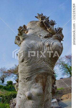 一棵死樹的樹皮 132283264