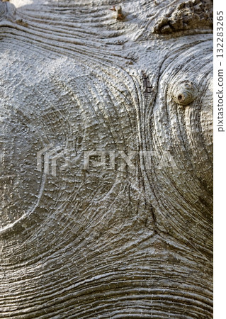 一棵死樹的樹皮 132283265