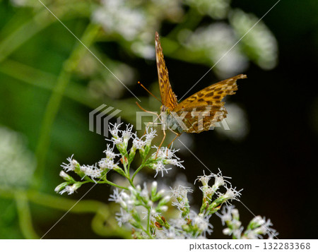 Midori Hyoutmon Butterfly Midori Hyoutmon Butterfly 132283368