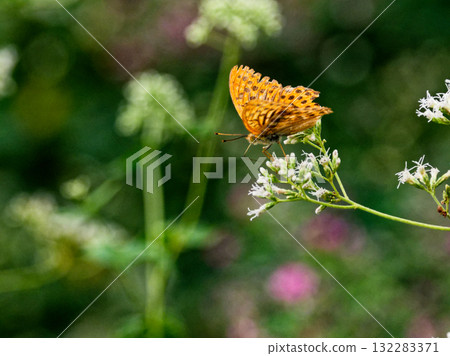 Midori Hyoutmon Butterfly Midori Hyoutmon Butterfly 132283371