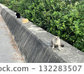 Landscape with a cat 132283507