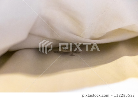 Small baby gecko lizard under bed sheet Patong Phuket Thailand. 132283552