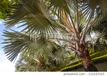 Tropical palm tree at the hotel in Patong Phuket Thailand. 132283585