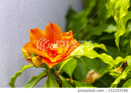 Orange large tropical flower bloom in Patong Phuket Thailand. Orange large tropical flower bloom in Patong Phuket Thailand. 132283590