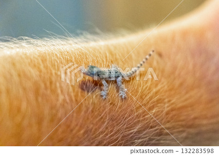 Small baby gecko lizard on hand in Patong Phuket Thailand. Small baby gecko lizard on hand in Patong Phuket Thailand. 132283598