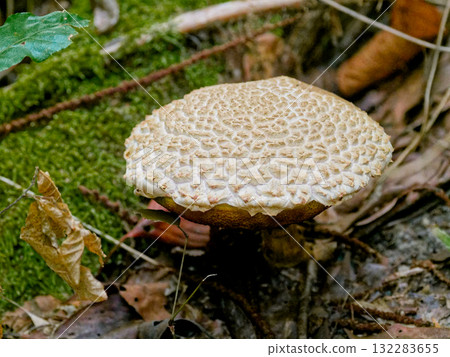 蘑菇生長 牛肝菌科 大牛肝菌 132283655