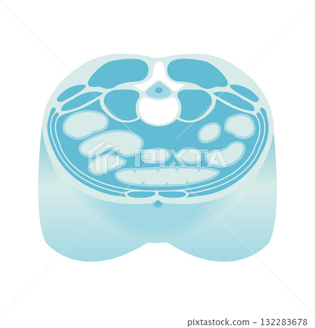 Abdominal cross section vector illustration 132283678