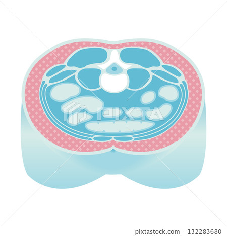 腹部橫斷面向量插圖/皮下脂肪 132283680