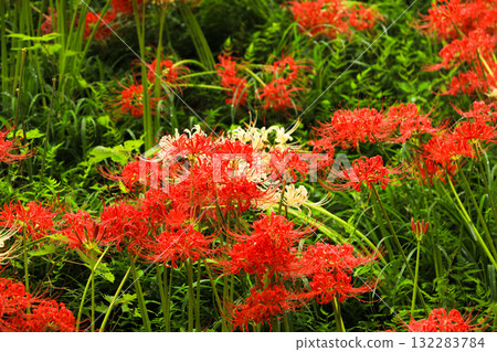 Red and white spider lilies at Kinchakuda: a spectacular autumn scene 132283784