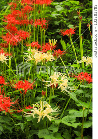 雙色競賽：鮮豔的甘草簇 132283785