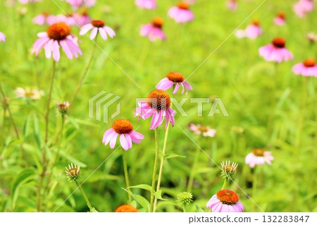 Cute Echinacea flower Cute Echinacea flower 132283847
