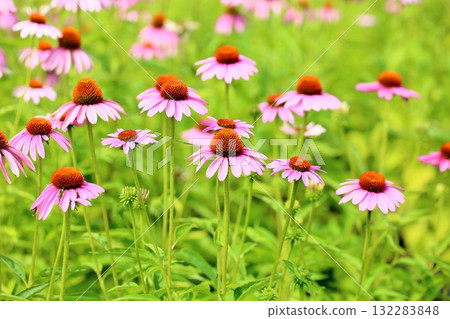 可愛的紫錐菊花 可愛的紫錐菊花 132283848