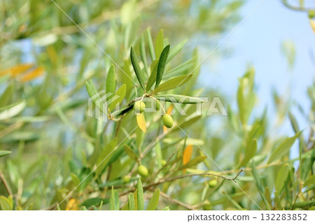 Refreshing olive fruit Refreshing olive fruit 132283852