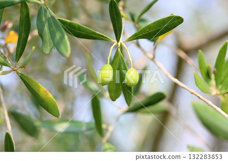 Refreshing olive fruit Refreshing olive fruit 132283853