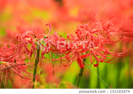 red spider lily 132283874