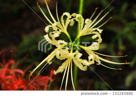 Nature in Kinchakuda: A close-up of the fantastic red and white spider lilies 132283880