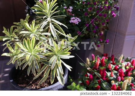 A pot of cockscomb, euphorbia, and globe amaranth in front of the entrance 132284062