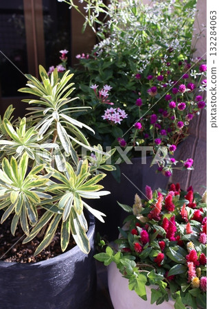 A pot of cockscomb, euphorbia, and globe amaranth in front of the entrance 132284063
