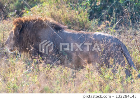 Male lion in the Serengeti 132284145