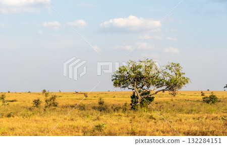 Early evening in the serengeti 132284151