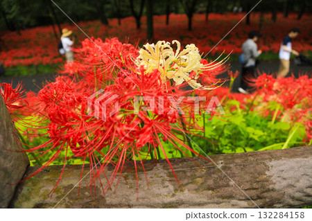 Seasonal contrast: red and white spider lilies detail Seasonal contrast: red and white spider lilies detail 132284158