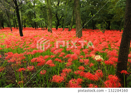 一大片壯觀的紅花海遍佈廣闊的土地 132284160