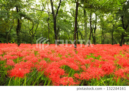 Beautiful fiery red red spider lilies in the forest Beautiful fiery red red spider lilies in the forest 132284161