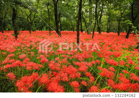 A fantastical autumn landscape created by cluster amaryllis and trees A fantastical autumn landscape created by cluster amaryllis and trees 132284162