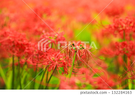秋景:巾著田的紅花石蒜美得令人窒息 秋景:巾著田的紅花石蒜美得令人窒息 132284163