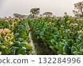 Field with flowering tobacco plants for organic seed production. 132284996