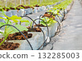 Smart garden using computer control the drip Irrigation system in melon farm 132285003