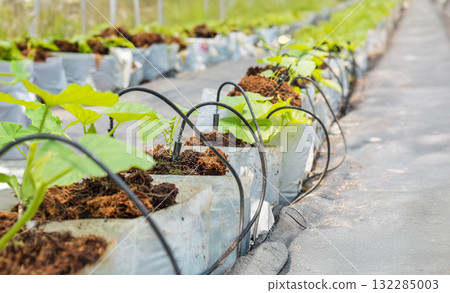 Smart garden using computer control the drip Irrigation system in melon farm 132285003