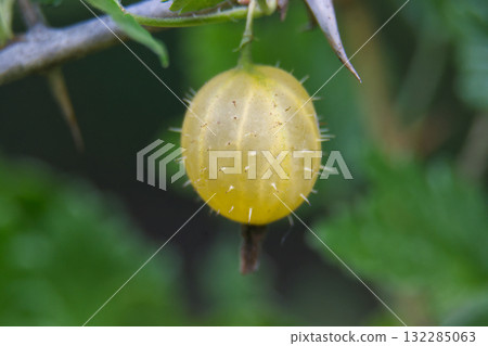 Vibrant gooseberry fruit, detailed with its spiky exterior, hanging from a branch in the garden. Vibrant gooseberry fruit, detailed with its spiky exterior, hanging from a branch in the garden. 132285063