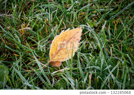 Yellow Leaf Resting on Frosty Grass in an Autumn Morning Scene Yellow Leaf Resting on Frosty Grass in an Autumn Morning Scene 132285068