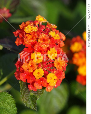Lantana after the rain (a flower full of water droplets) Lantana after the rain (a flower full of water droplets) 132285477